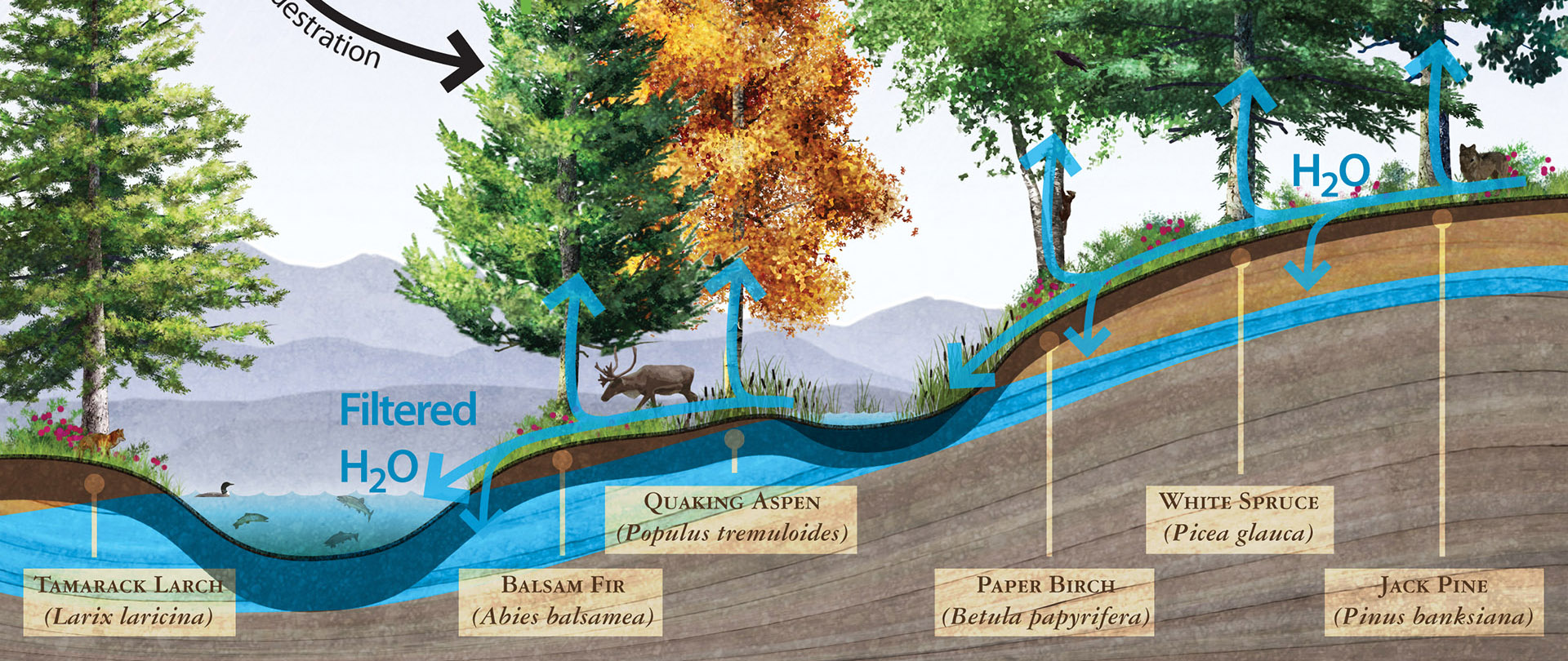 Boreal Forest Illustration PROJECT PAGE