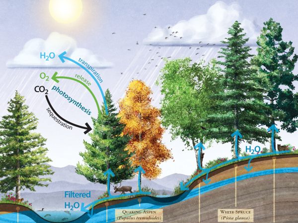 Illustration of Boreal Forest